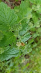 Phacelia malvifolia