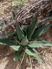 Agave convallis