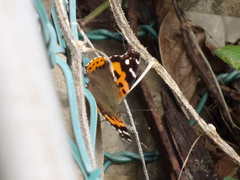 Vanessa indica indica