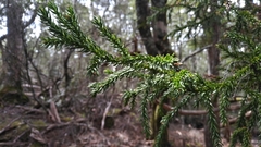 Athrotaxis selaginoides