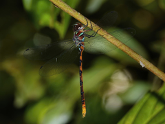 Dromaeschna weiskei