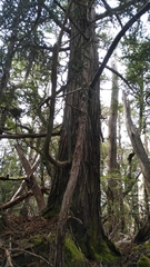 Athrotaxis selaginoides