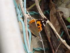 Vanessa indica indica