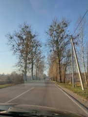 Viscum album