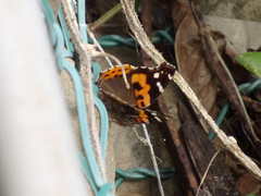 Vanessa indica indica