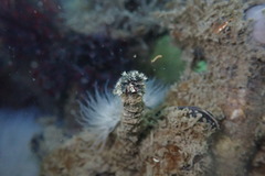 Schizobranchia insignis