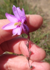 Ixia polystachya