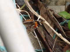 Vanessa indica indica