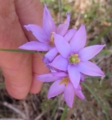 Ixia polystachya