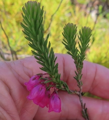 Erica axilliflora