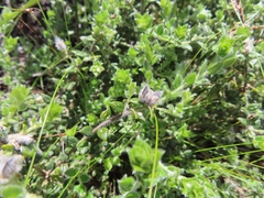 Amphithalea rostrata