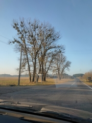 Viscum album