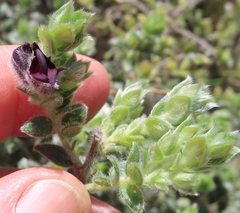 Amphithalea rostrata