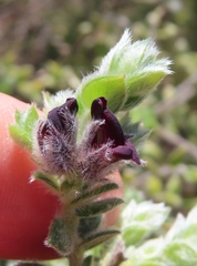 Amphithalea rostrata