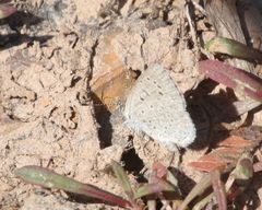 Zizeeria knysna knysna