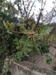 Bursera bipinnata