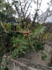 Bursera bipinnata