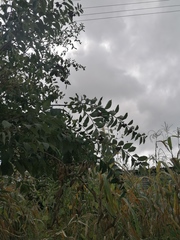 Malpighia mexicana