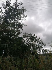 Malpighia mexicana