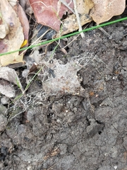 Hadronyche macquariensis