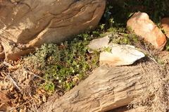 Convolvulus capensis