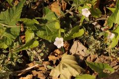 Convolvulus capensis