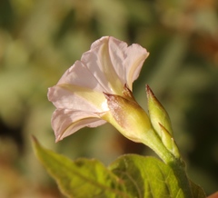 Convolvulus capensis