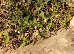 Convolvulus capensis