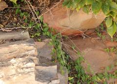 Convolvulus capensis