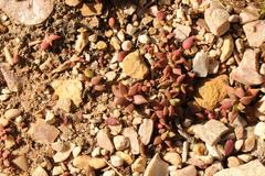 Anacampseros telephiastrum