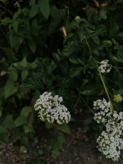Tournefortia hartwegiana