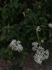 Tournefortia hartwegiana