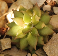 Anacampseros telephiastrum