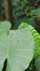 Sphenocorynes kosempoensis