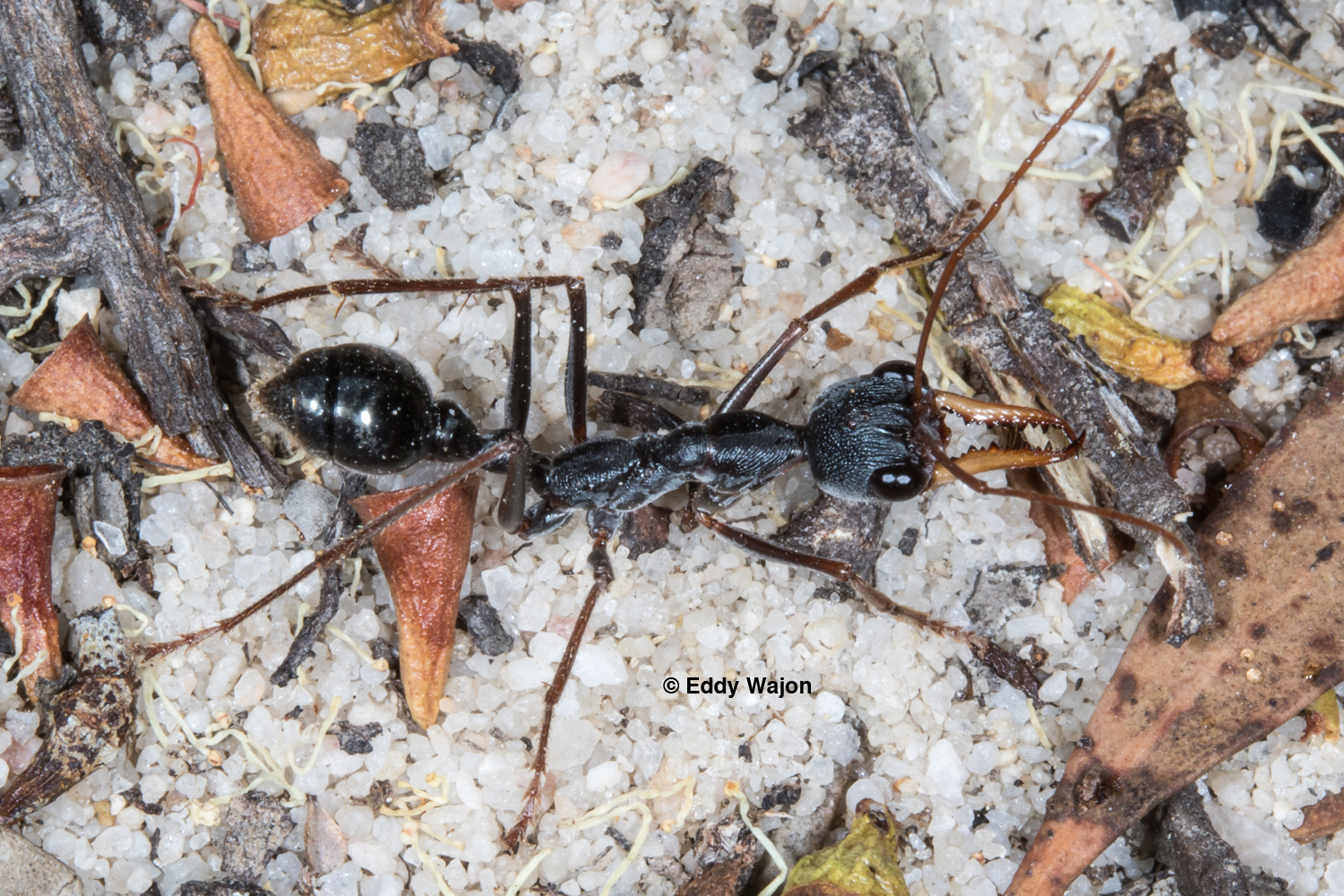 Myrmecia pavida