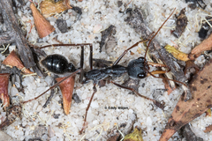 Myrmecia rubripes