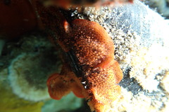 Watersipora cucullata