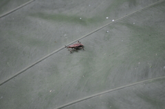 Sphenocorynes kosempoensis