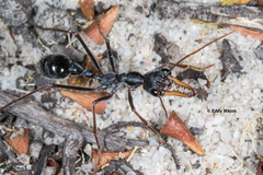 Myrmecia rubripes