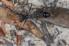 Myrmecia rubripes