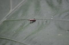 Sphenocorynes kosempoensis