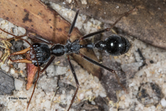 Myrmecia rubripes