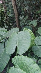 Sphenocorynes kosempoensis