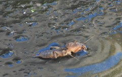 Gryllotalpa septemdecimchromosomica