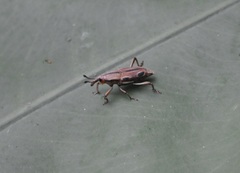 Sphenocorynes kosempoensis