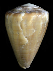 Conus rattus