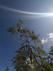 Vachellia campechiana