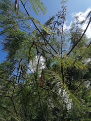 Vachellia campechiana