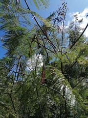 Vachellia campechiana