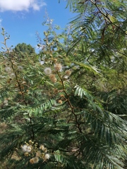 Leucaena esculenta